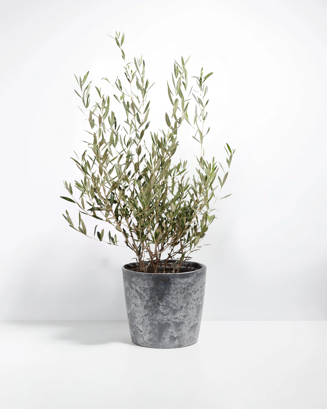Large indoor olive tree in a grey marbled ceramic pot against a white background.