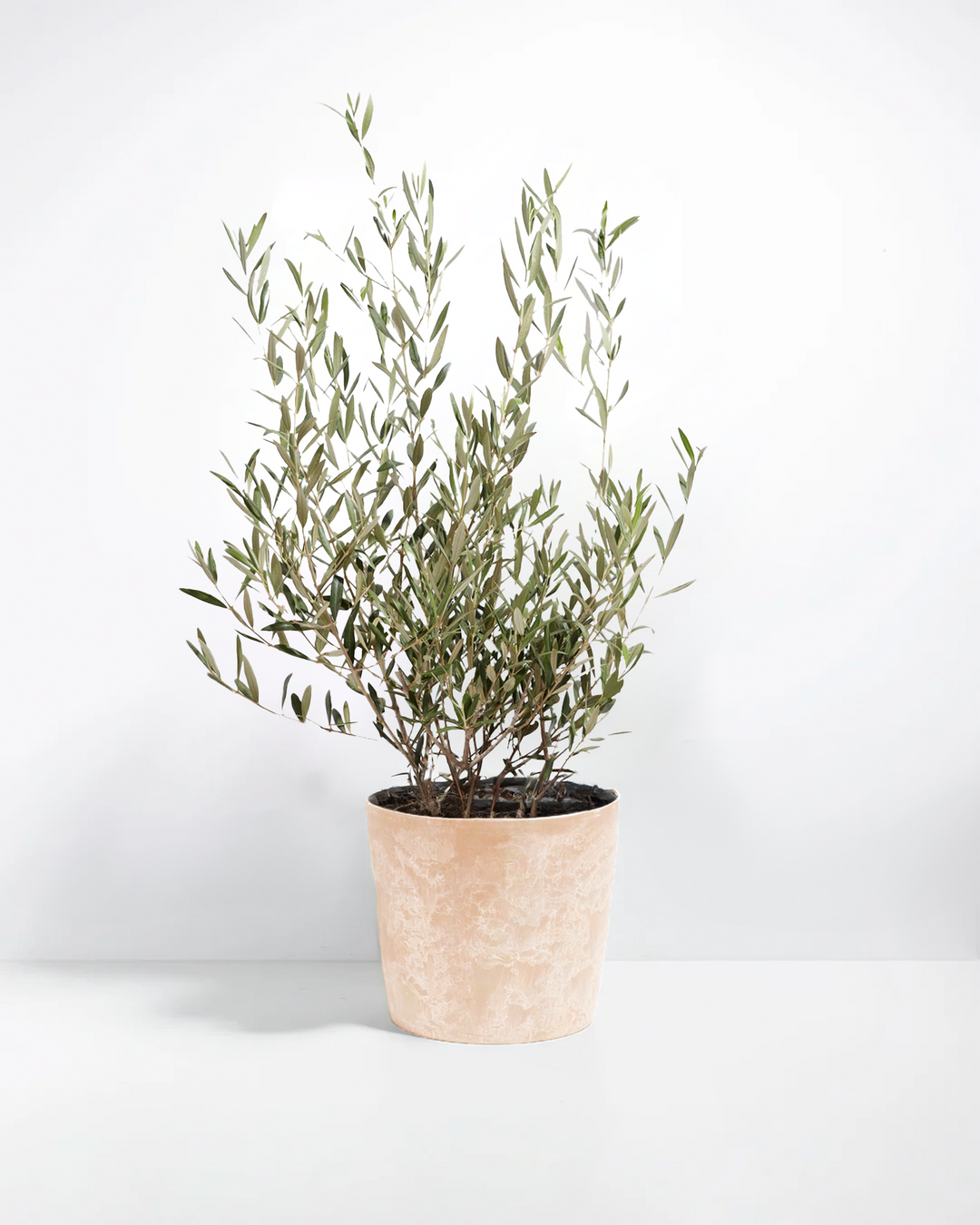 Potted olive tree in a beige marbled ceramic planter against a white studio background.