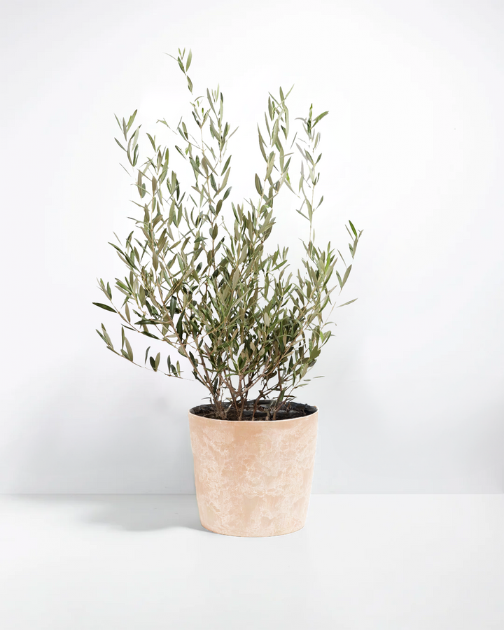Potted olive tree in a beige marbled ceramic planter against a white studio background.