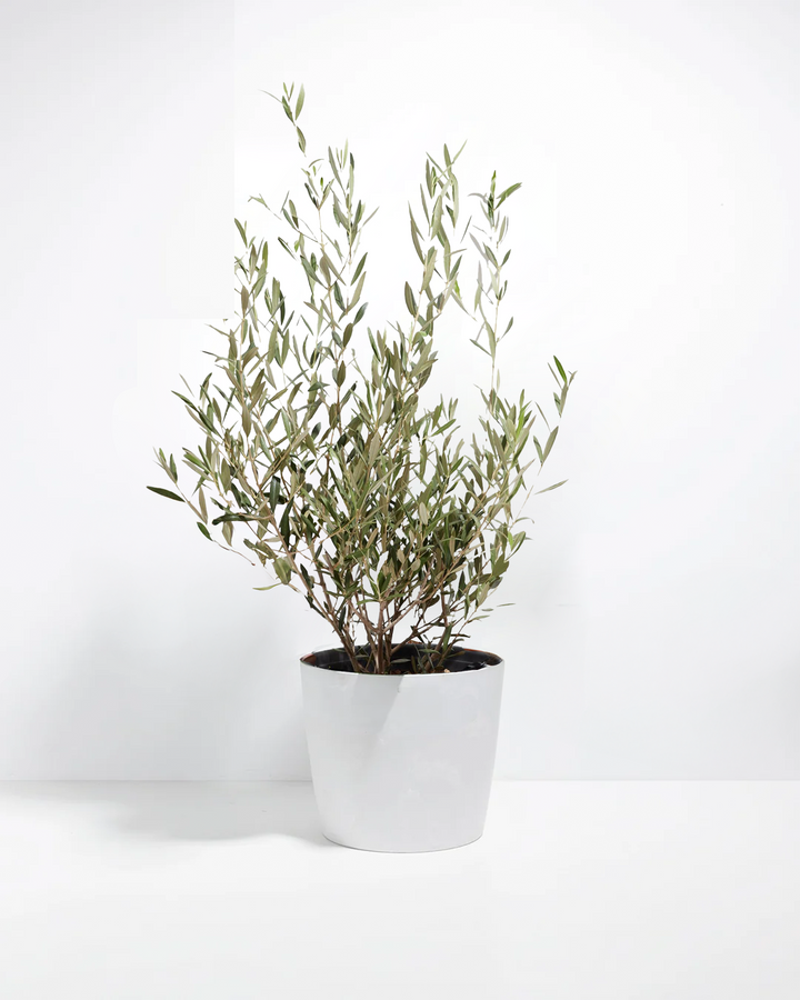 Indoor olive tree in a white ceramic pot against a white studio background.
