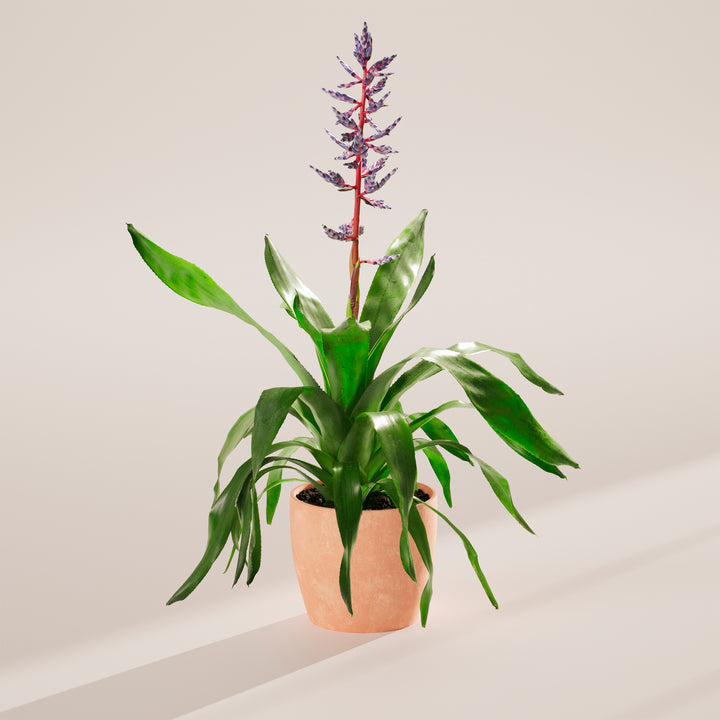 Aechmea 'Del Mar'