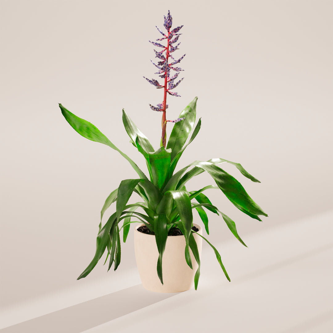 Aechmea 'Del Mar'