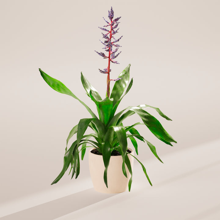 Aechmea 'Del Mar'
