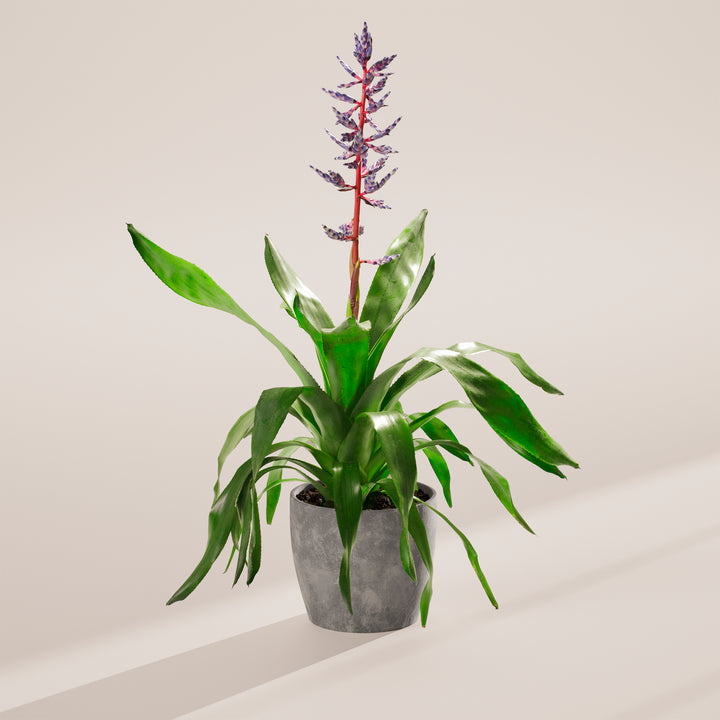 Aechmea 'Del Mar'