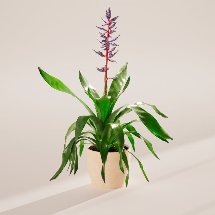 Aechmea 'Del Mar'