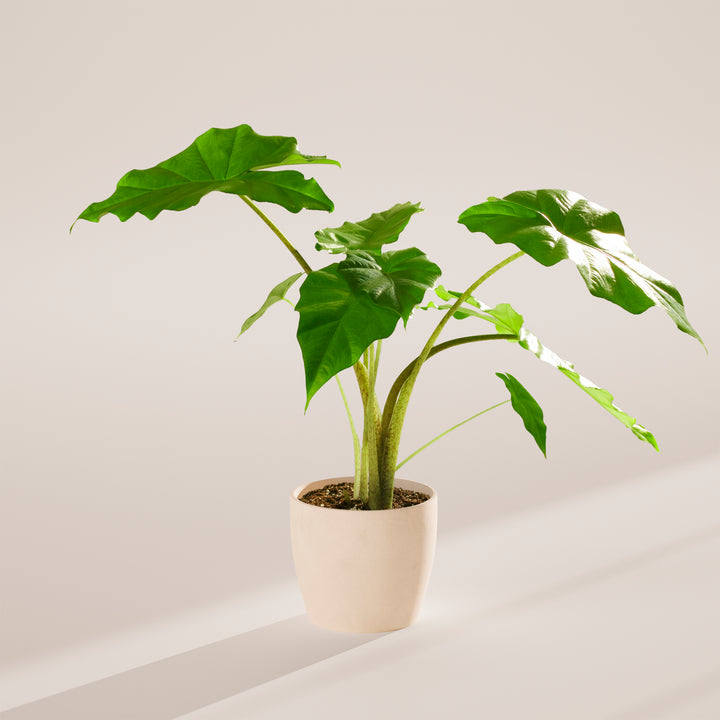 Alocasia Gagaena California