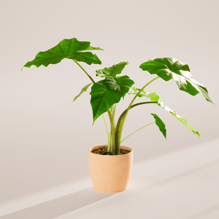 Alocasia Gagaena California