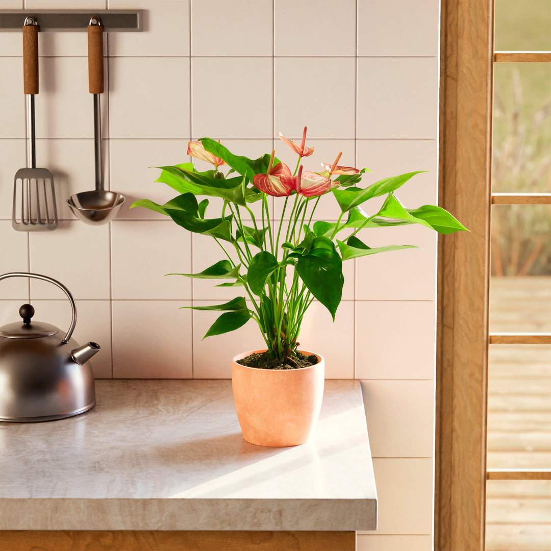 Anthurium 'Livium' in a terracotta pink eco pot with pink and white striped blooms and glossy heart-shaped green leaves on a modern kitchen countertop with white tile backsplash and steel kettle