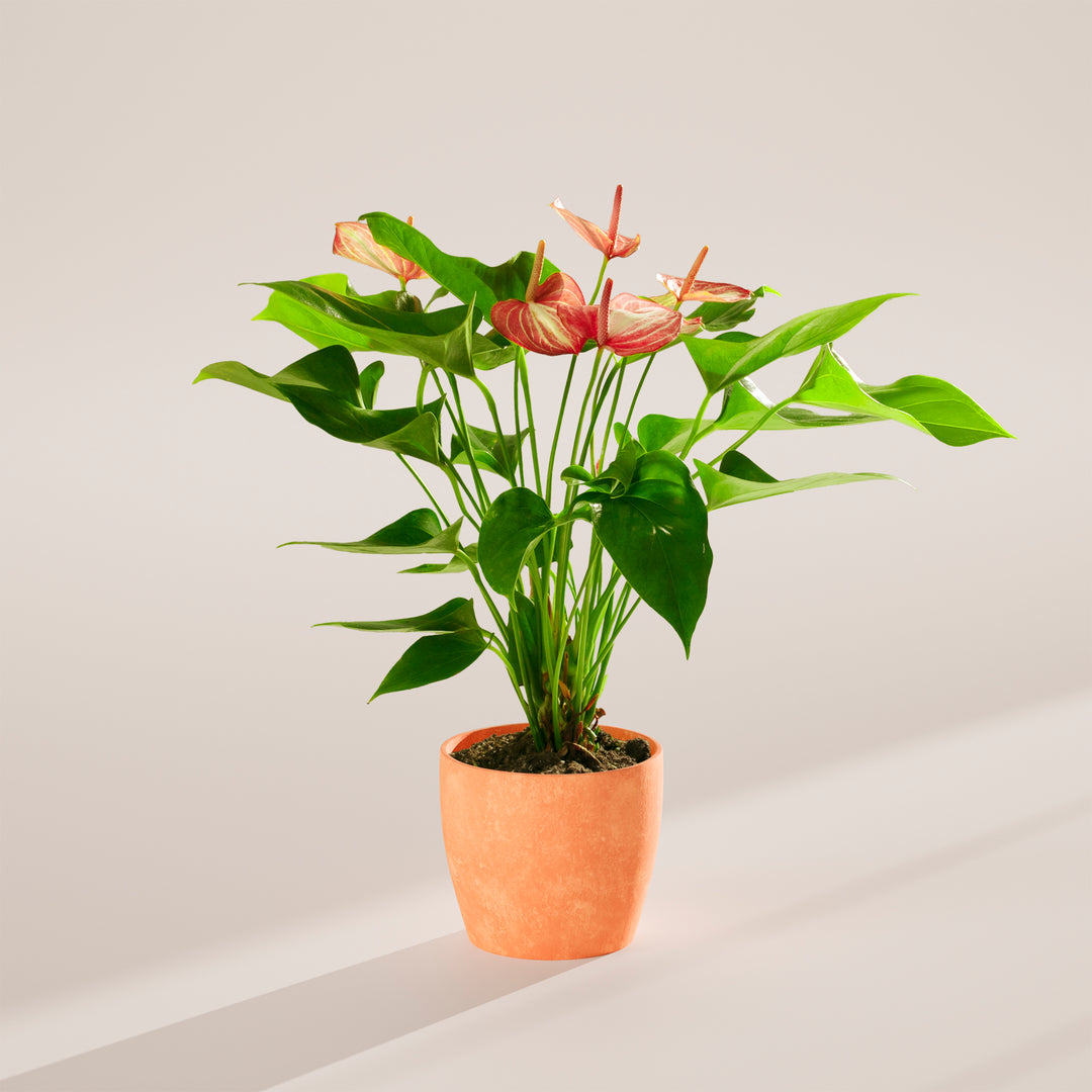 Anthurium 'Livium' in a terracotta eco pot with pink and white striped blooms and large glossy heart-shaped green leaves on a warm neutral studio background with natural shadow