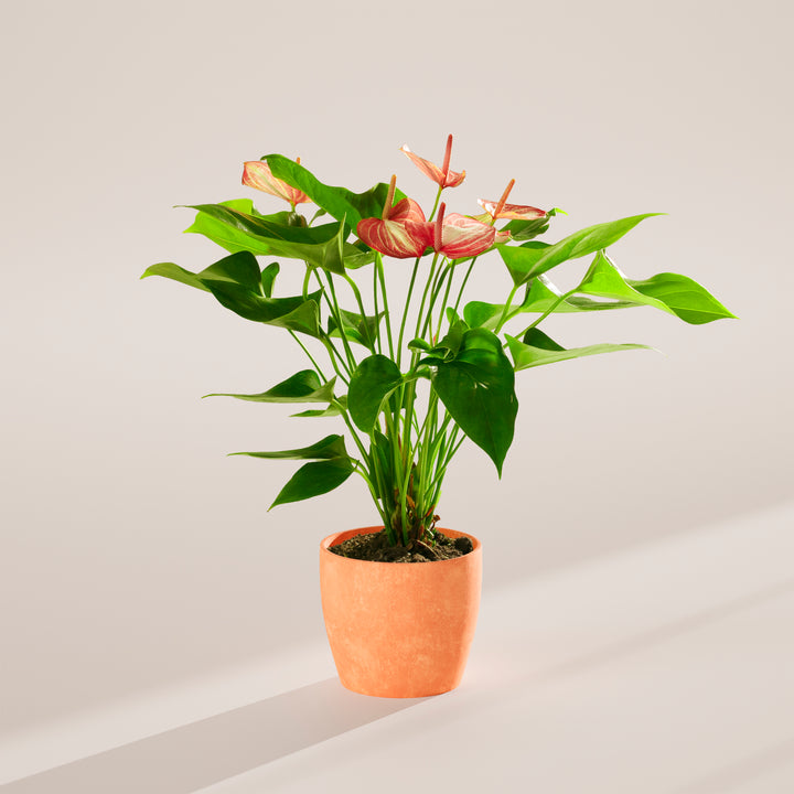 Anthurium 'Livium' in a terracotta eco pot with pink and white striped blooms and large glossy heart-shaped green leaves on a warm neutral studio background with natural shadow