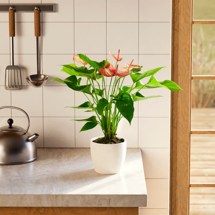 Anthurium 'Livium' in a white eco pot with pink and white striped blooms and glossy heart-shaped green leaves on a modern kitchen countertop with white tile backsplash and steel kettle