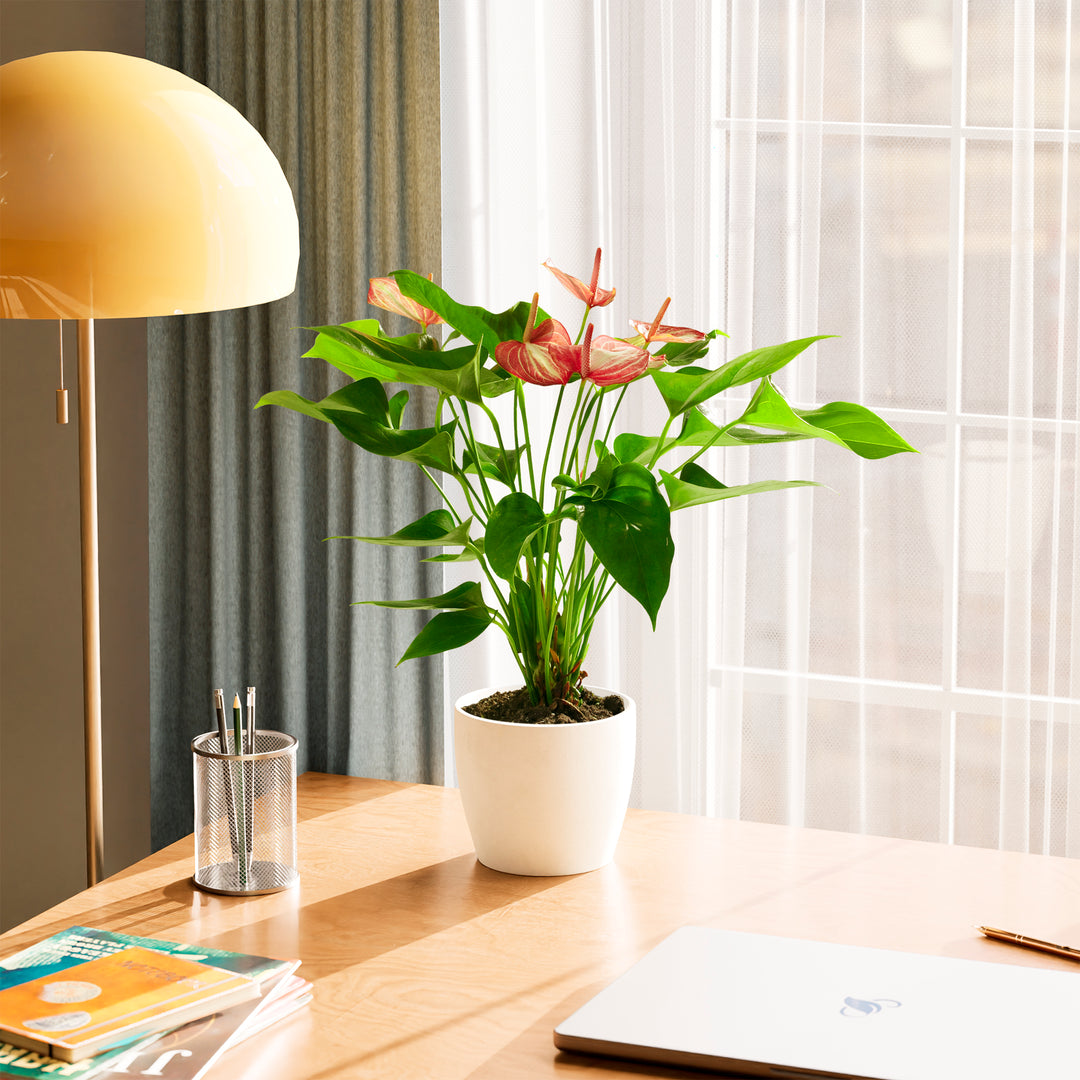 Anthurium 'Livium' in a white eco pot with pink and white striped blooms styled on a sunny wooden desk with a yellow lamp and books in a modern living space