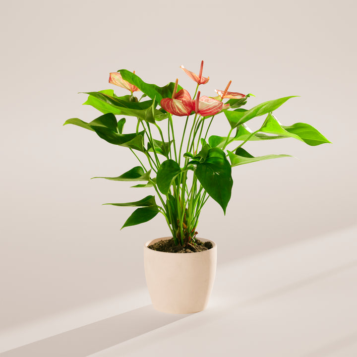 Anthurium 'Livium' in a cream beige eco pot with pink and white striped blooms and large glossy heart-shaped green leaves on a warm neutral studio background with natural shadow