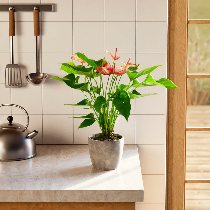 Anthurium 'Livium' in a gray textured eco pot with pink and white striped blooms and glossy heart-shaped green leaves on a modern kitchen countertop with white tile backsplash and steel kettle
