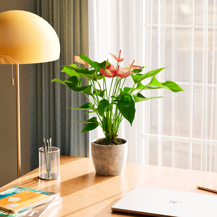 Anthurium 'Livium' in a gray textured eco pot with pink and white striped blooms styled on a sunny wooden desk with a yellow lamp and books in a modern living space