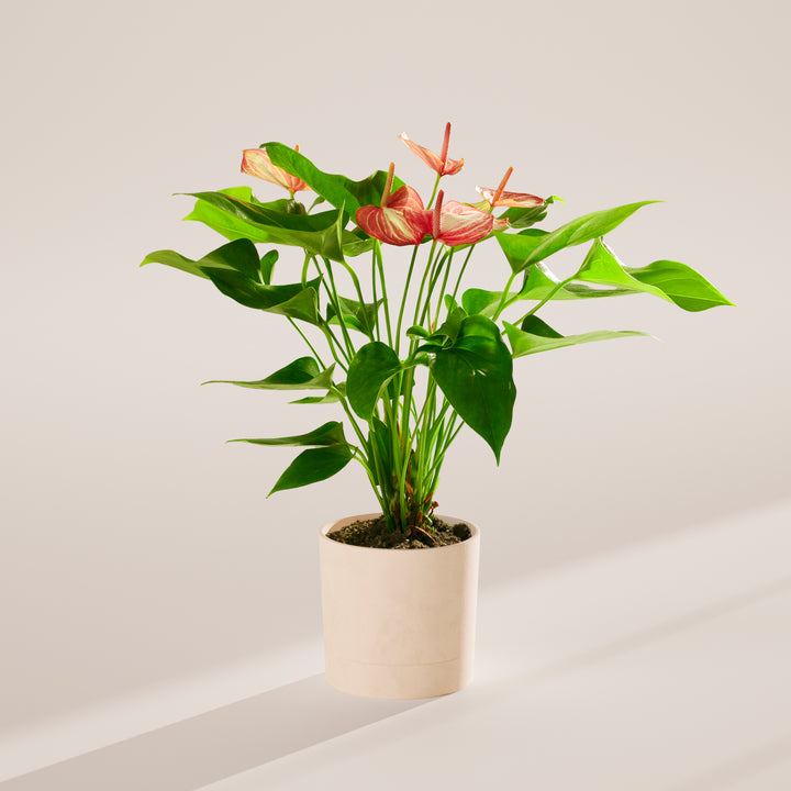 Anthurium 'Livium' in a white cylindrical ceramic pot with pink and white striped blooms and large glossy heart-shaped green leaves on a warm neutral studio background