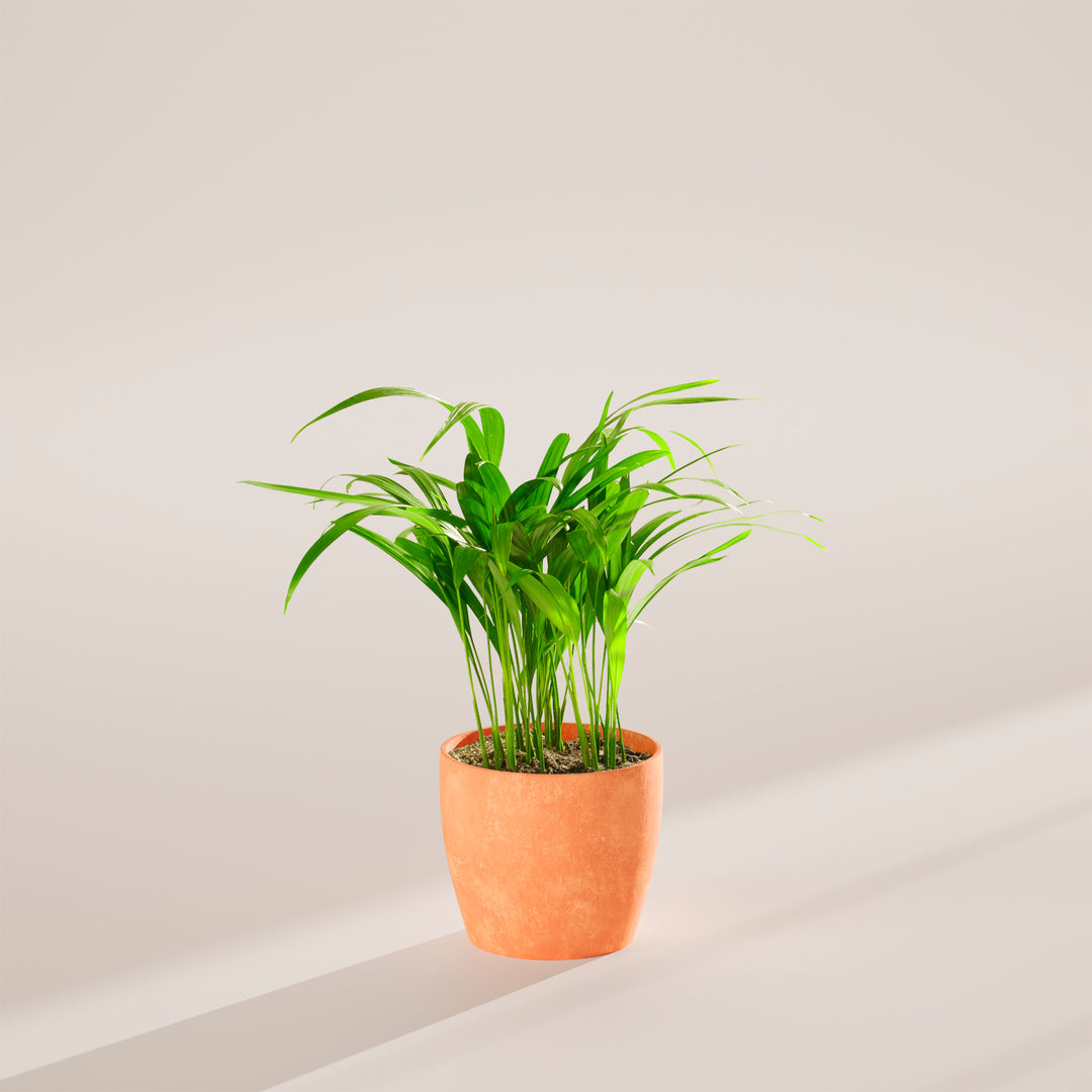 Areca Palm Indoor Tree