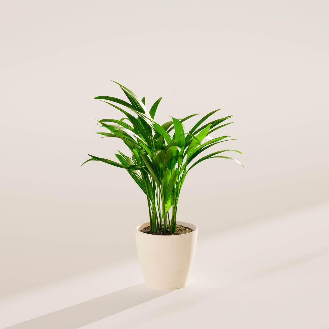 Areca Palm Indoor Tree