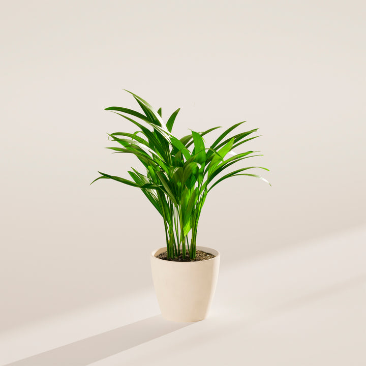 Areca Palm Indoor Tree