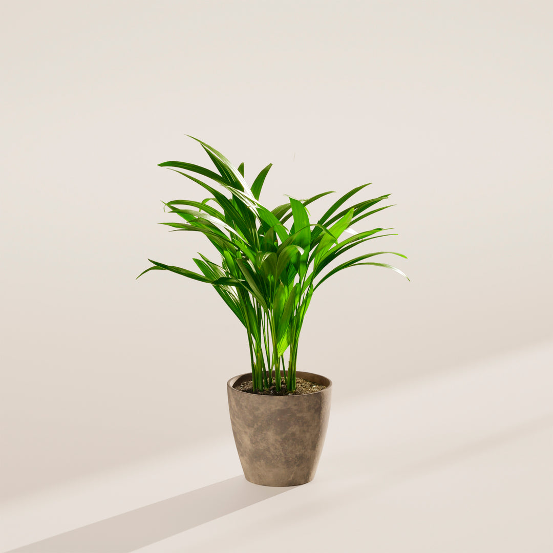 Areca Palm Indoor Tree