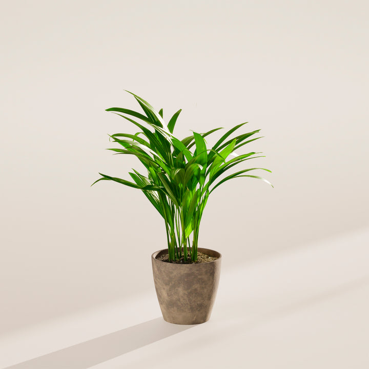 Areca Palm Indoor Tree