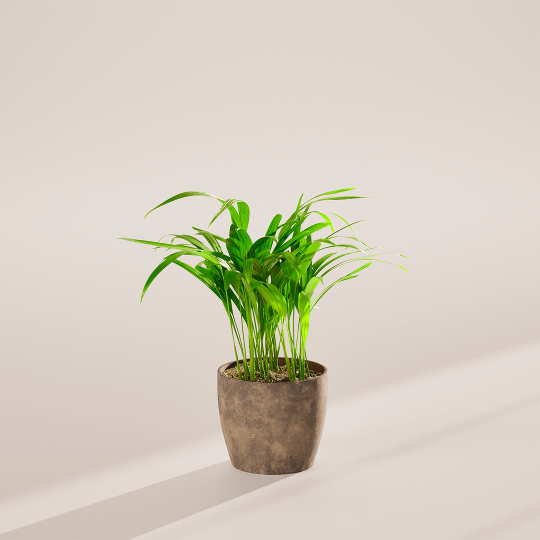 Areca Palm Indoor Tree