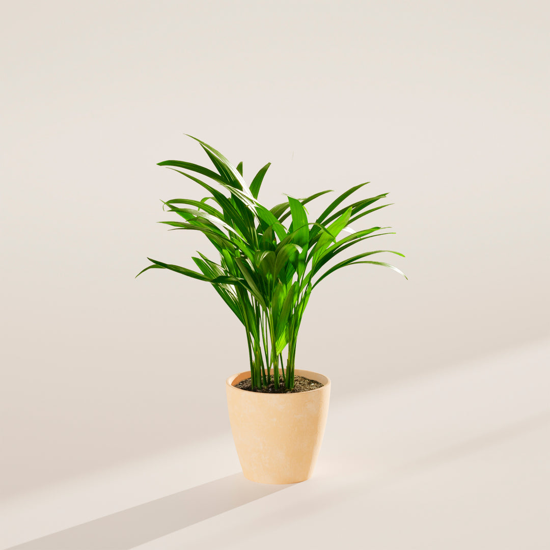 Areca Palm Indoor Tree