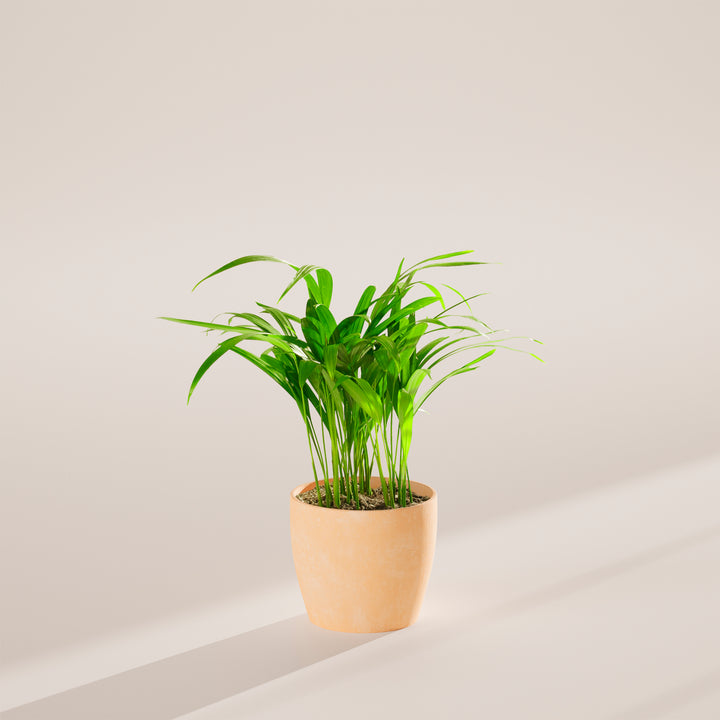 Areca Palm Indoor Tree