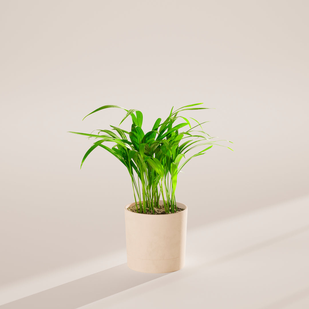 Areca Palm Indoor Tree