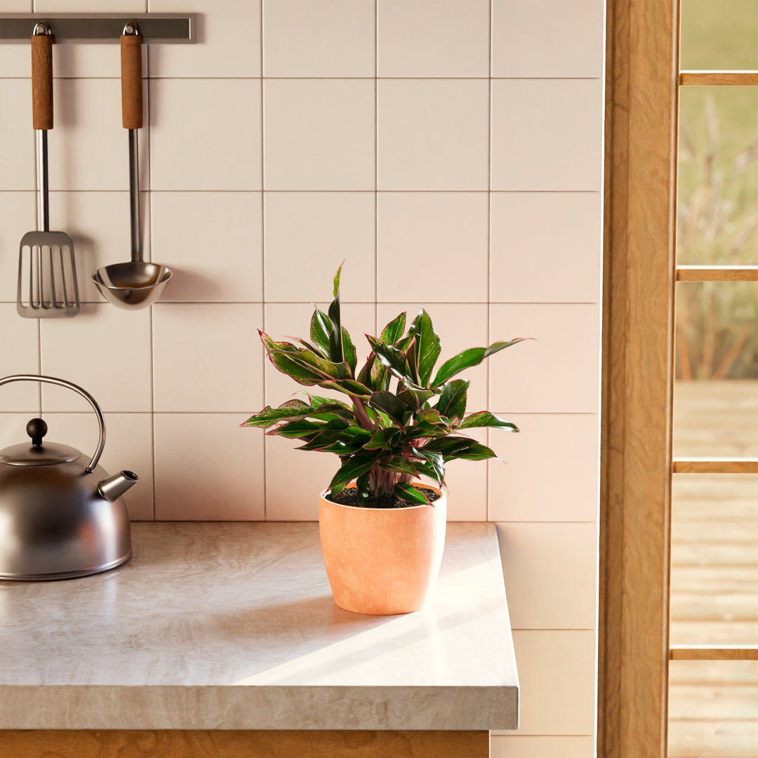 Variegated Aglaonema Red Siam with bold red-pink stems and green leaves in coral pot positioned on kitchen counter, decorative low-maintenance Chinese evergreen houseplant.