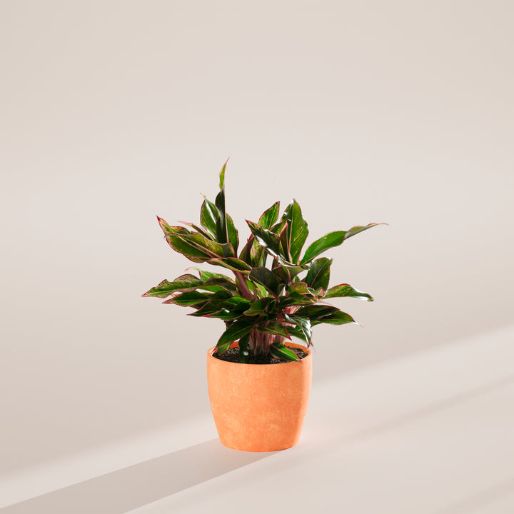 Compact Aglaonema Red Siam with striking red-veined foliage and burgundy petioles in 6-inch coral terracotta ceramic planter, tropical easy-care houseplant with colorful variegated leaves.