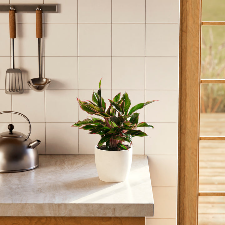 Aglaonema Red Siam houseplant with vibrant red stems and green foliage variegation displayed on kitchen counter in white ceramic pot, statement indoor plant for modern home decor.