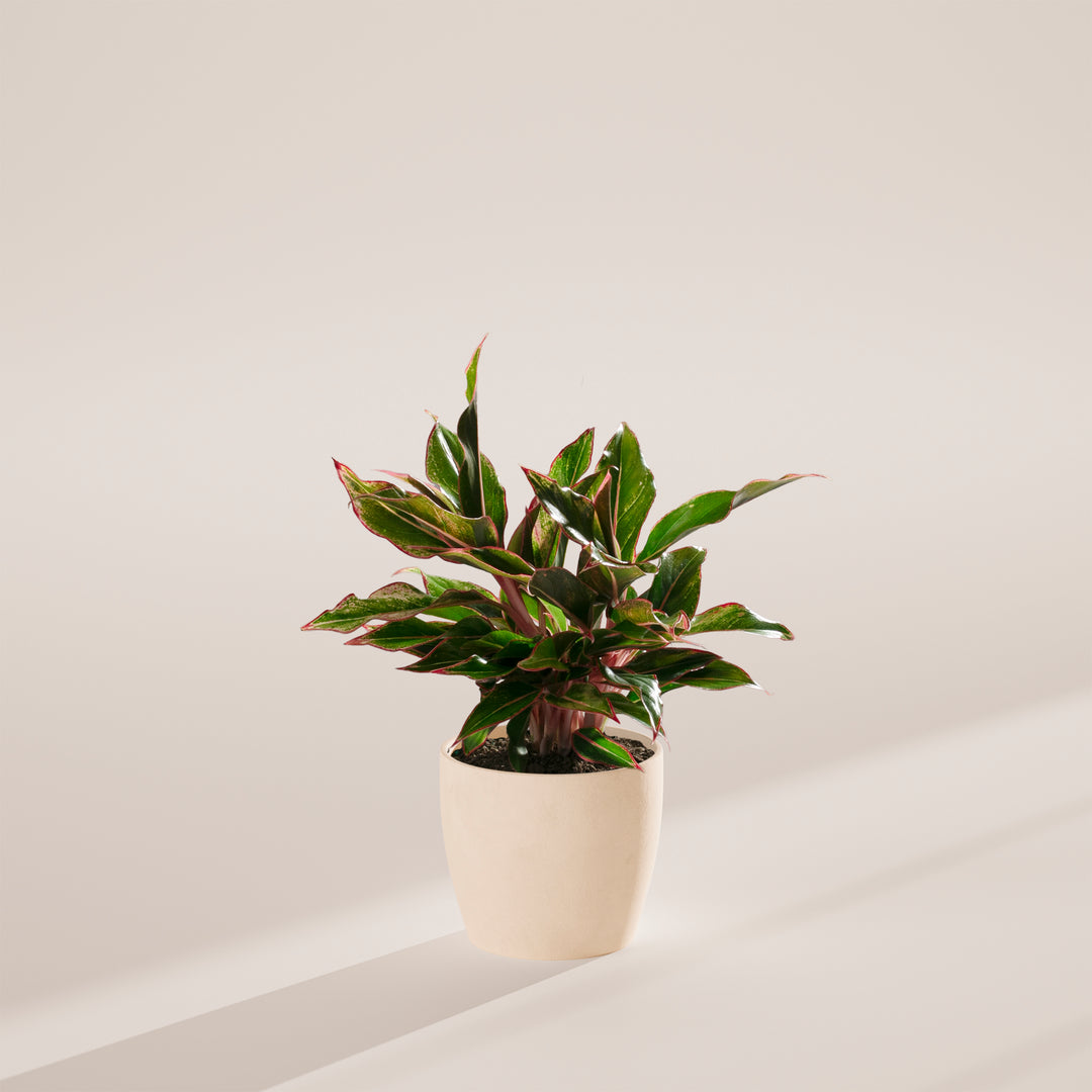Aglaonema Red Siam