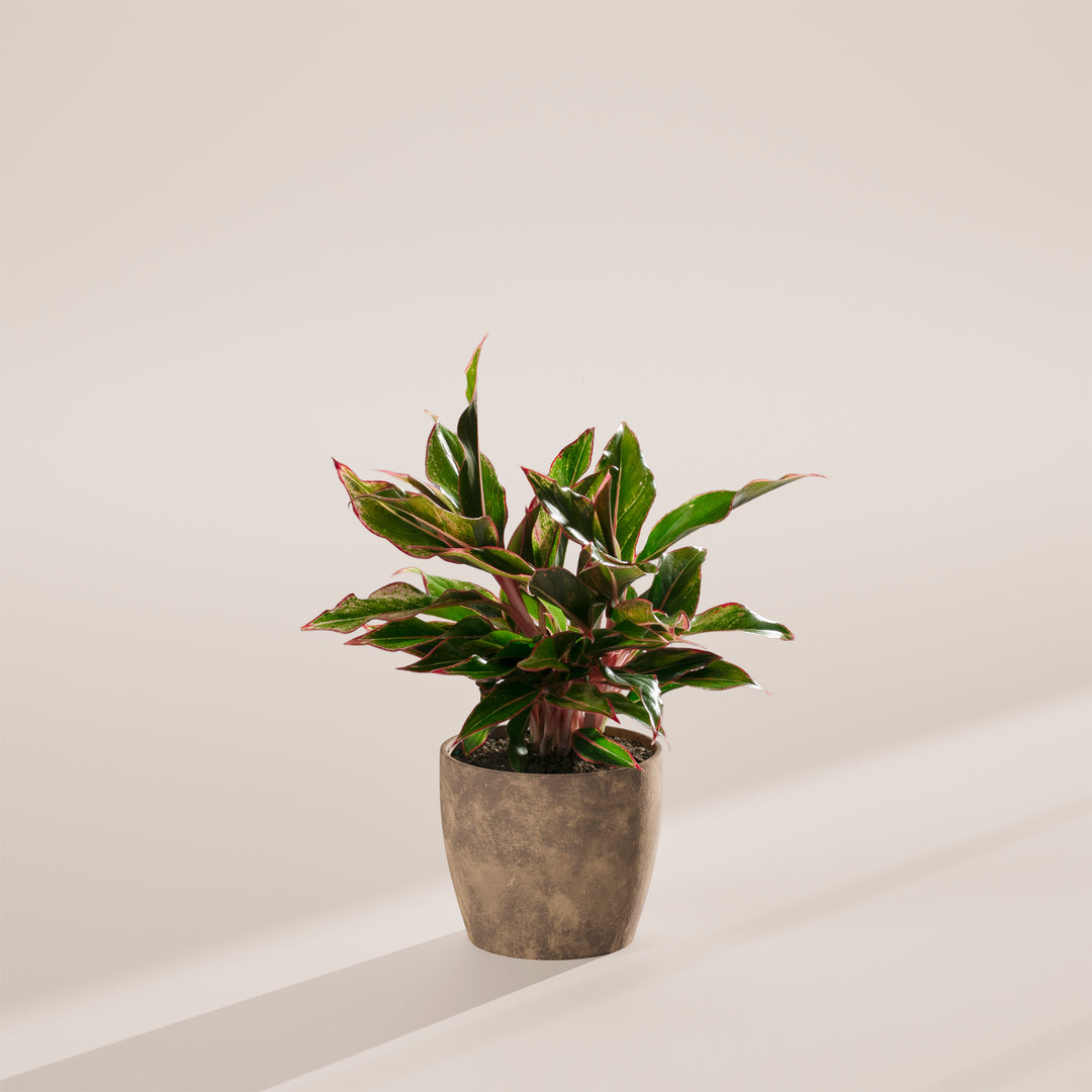 Aglaonema Red Siam