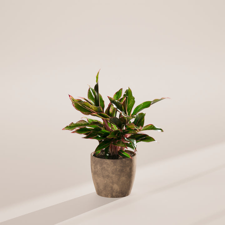 Aglaonema Red Siam