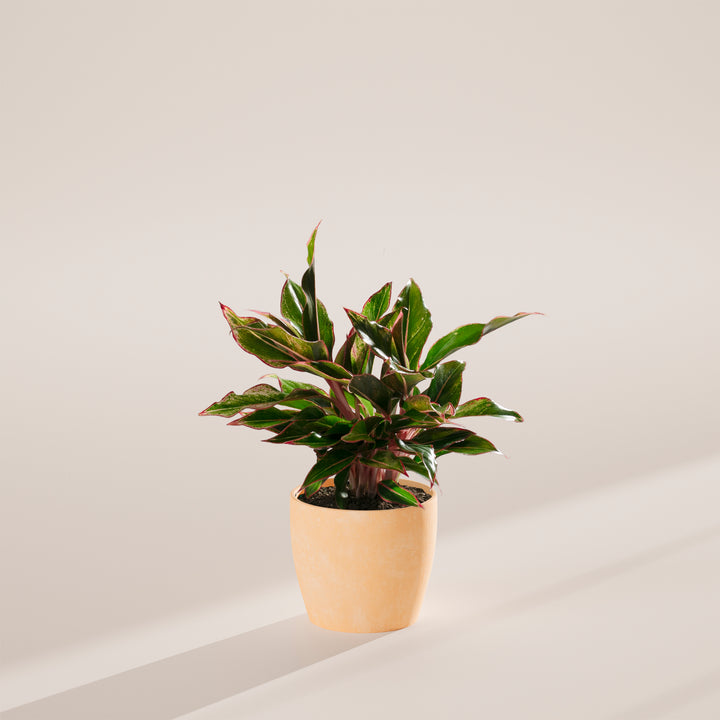Aglaonema Red Siam