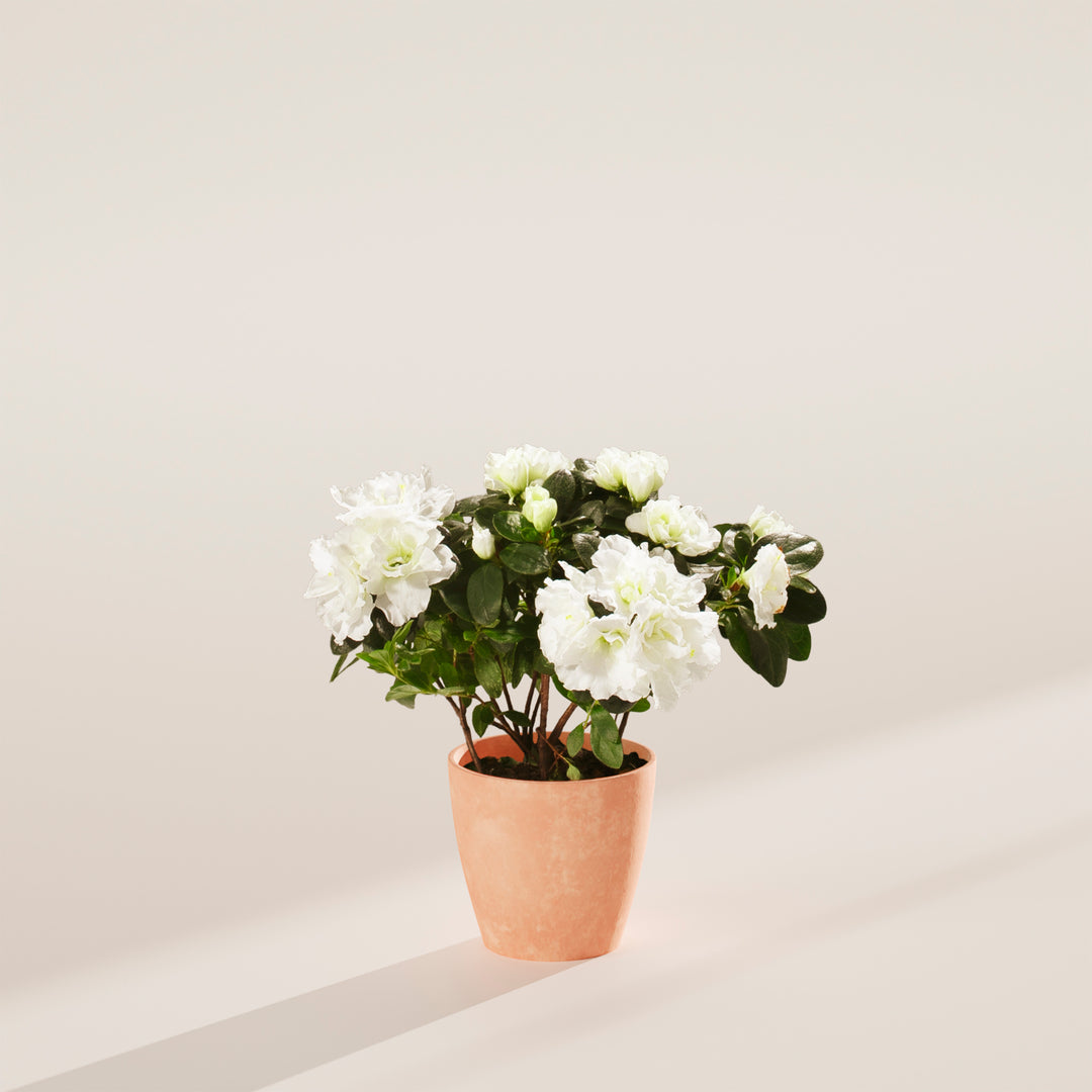 White Blooming Azalea