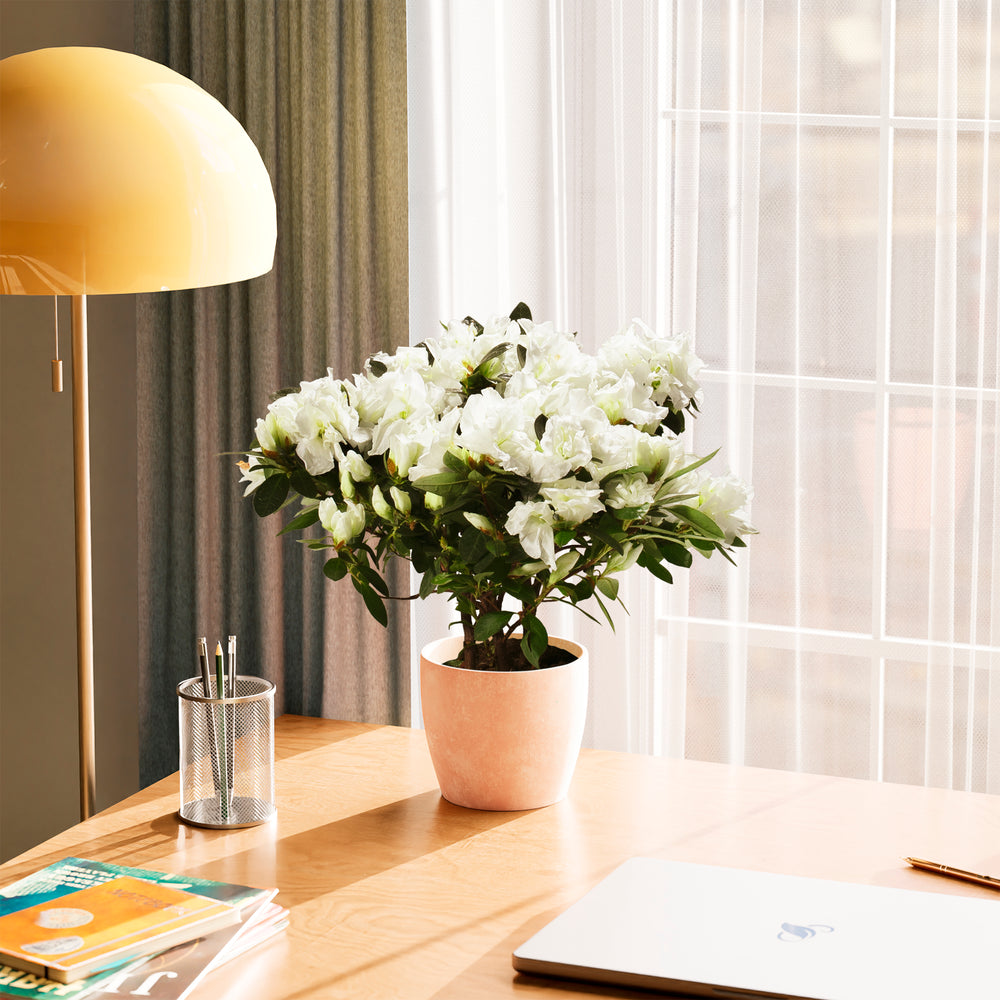 Home office desk with a lamp, flowers, and books in a bright room.