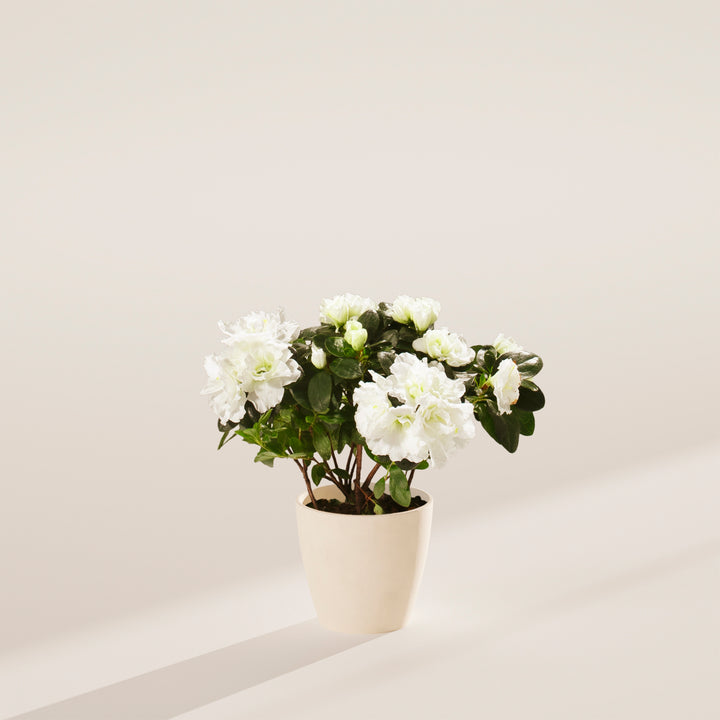 White Blooming Azalea