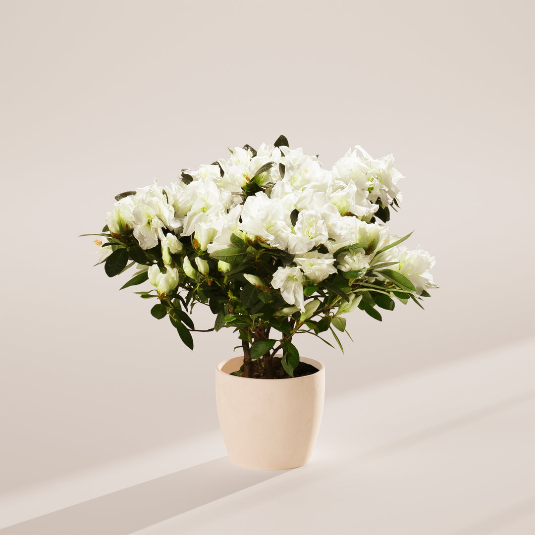 White Blooming Azalea