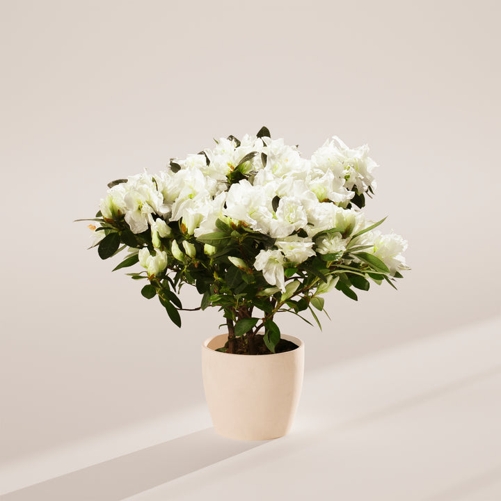White Blooming Azalea