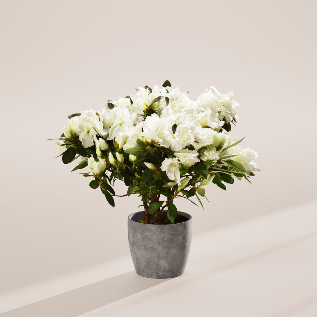 White Blooming Azalea