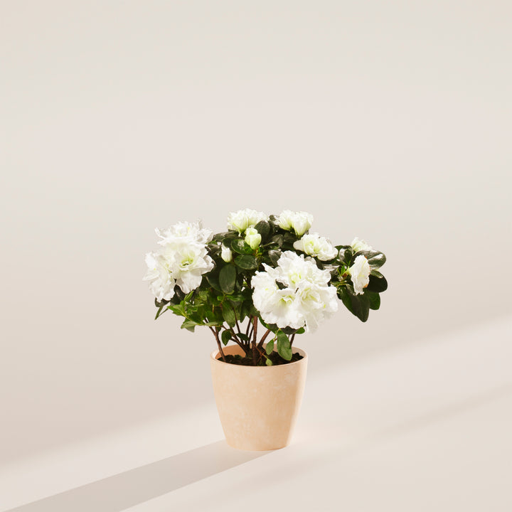 White Blooming Azalea