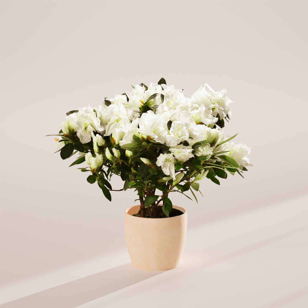 White Blooming Azalea