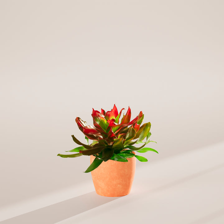 Bromeliad Neoregelia