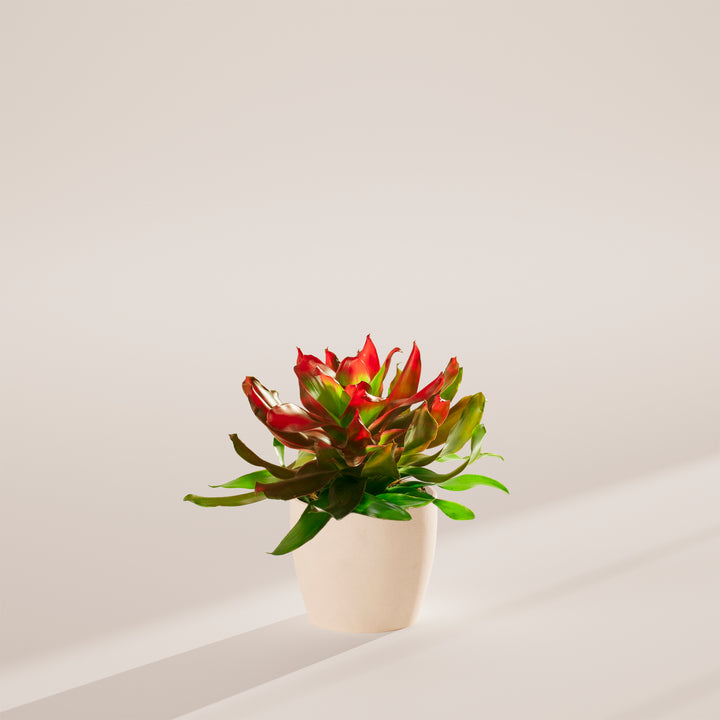 Bromeliad Neoregelia