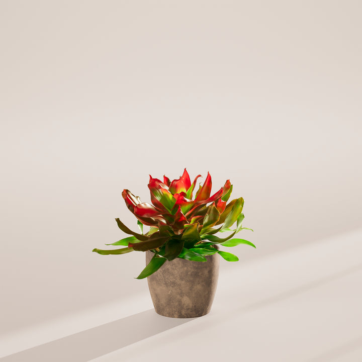 Bromeliad Neoregelia
