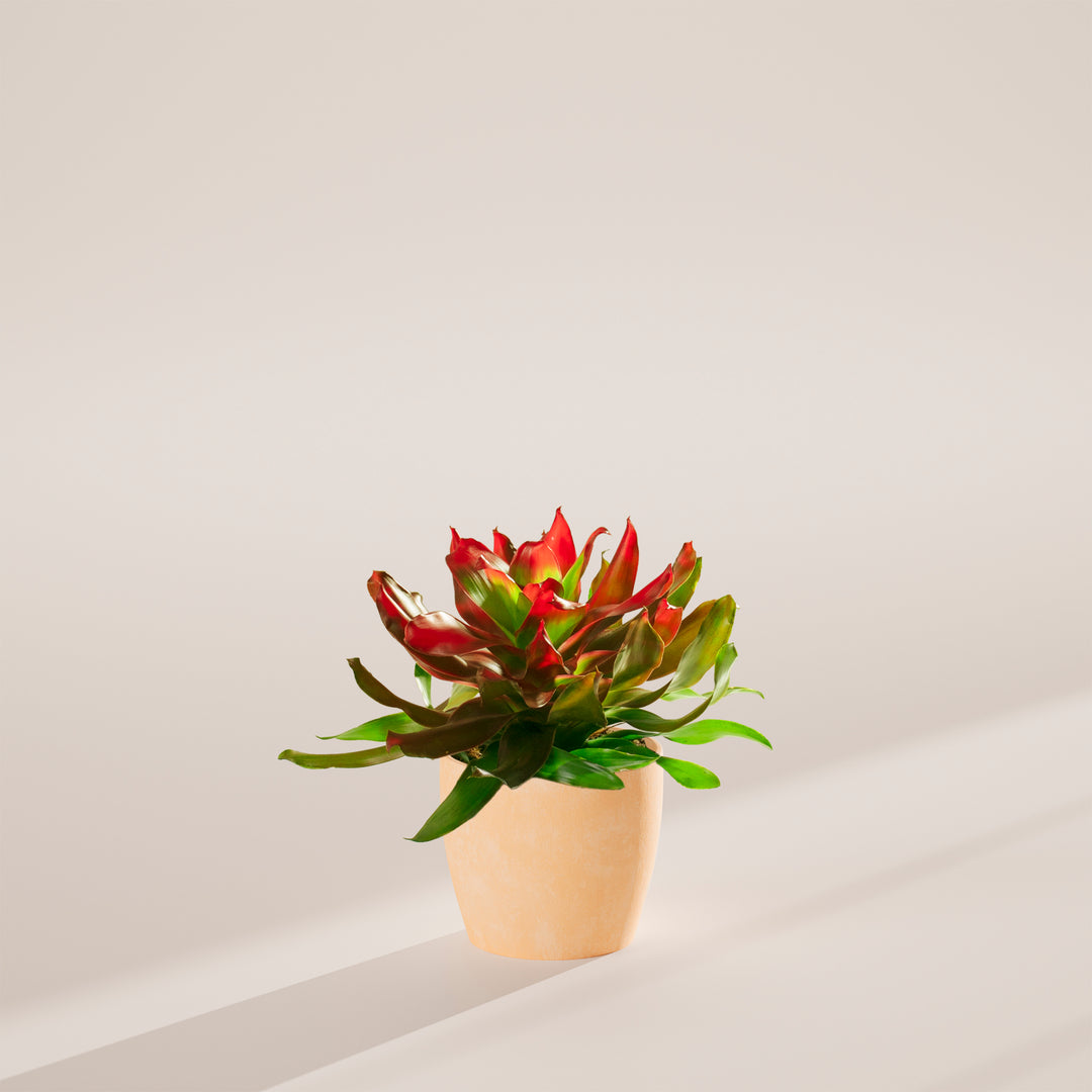 Bromeliad Neoregelia