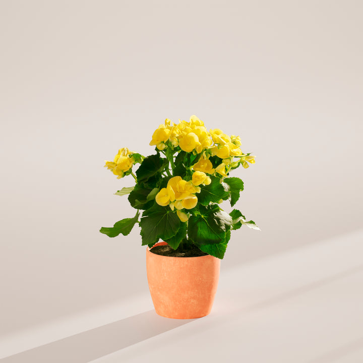 Begonia Superba Double variety featuring prolific yellow double-form flowers and deeply textured green leaves in a warm peach-toned terracotta ECO pot. Long-lasting begonia plant perfect for bright windowsills and indoor plant enthusiasts seeking vibrant, reliable blooms.