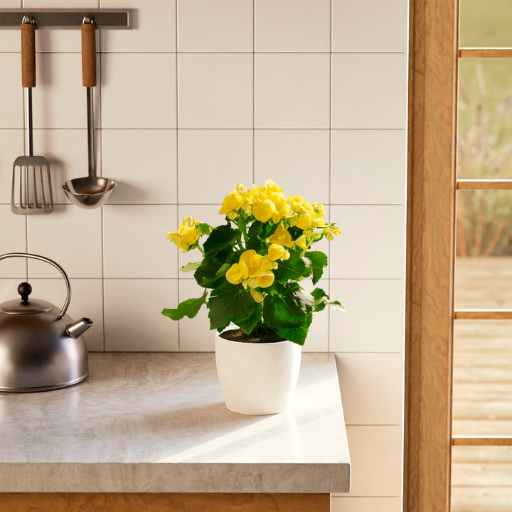 Double begonia with full clusters of golden-yellow ruffled flowers in a sleek white ceramic planter, displayed in contemporary kitchen décor. Ideal indoor flowering plant for adding continuous blooms and tropical appeal to home spaces.